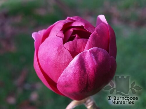 MAGNOLIA 'Black Tulip'  