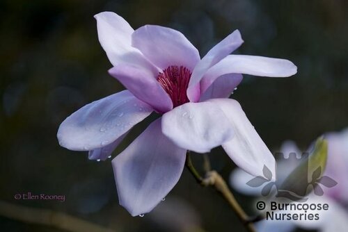 MAGNOLIA sargentiana var robusta 'Blood Moon'