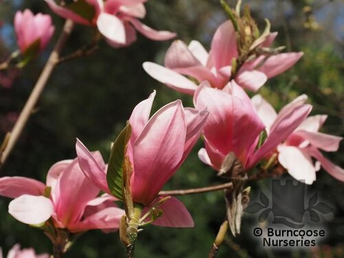 MAGNOLIA 'Blushing Belle'  