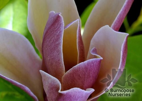 MAGNOLIA 'Burgundy Spire'  