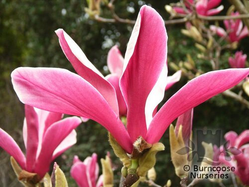 MAGNOLIA 'Burgundy Star'  