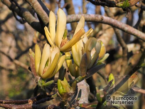 MAGNOLIA 'Butterflies'  
