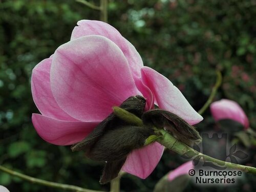 MAGNOLIA 'Caerhays Belle'  