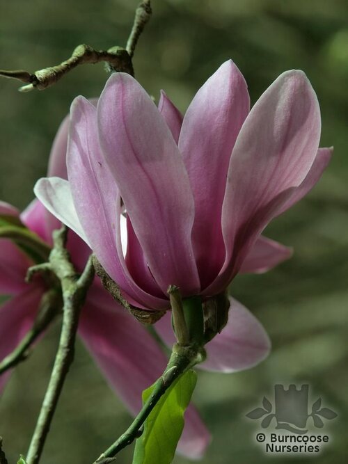 MAGNOLIA 'Caerhays Surprise'  