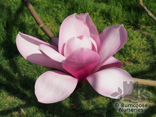 MAGNOLIA campbellii 'Princess Margaret' 