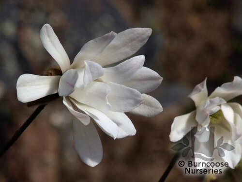 MAGNOLIA 'China Town'  