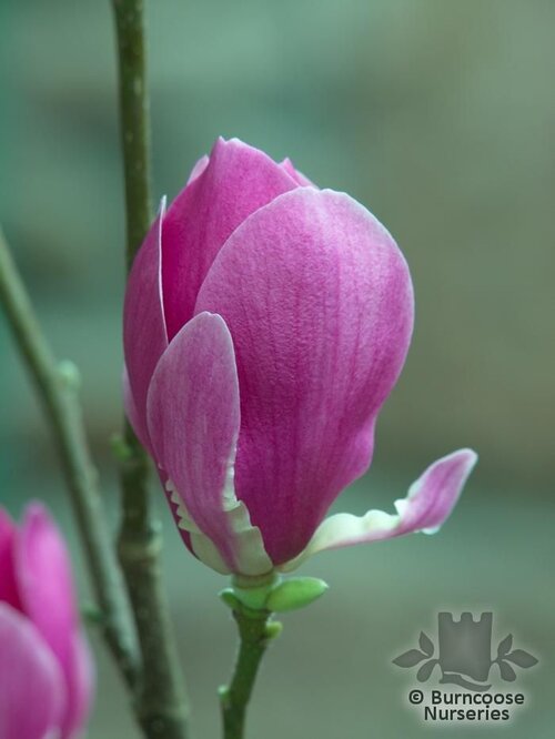 MAGNOLIA 'Cleopatra'  