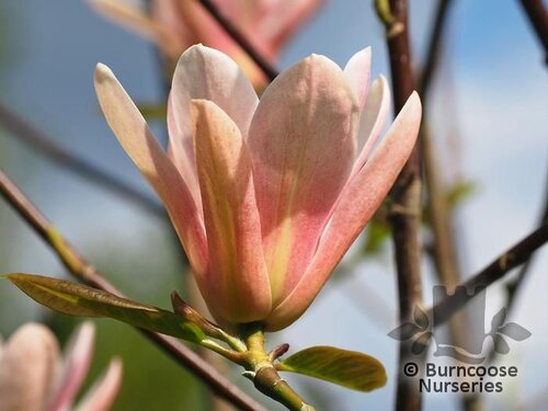 MAGNOLIA 'Coral Lake'  