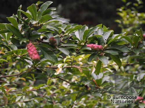 MAGNOLIA cylindrica 'Hohman' 