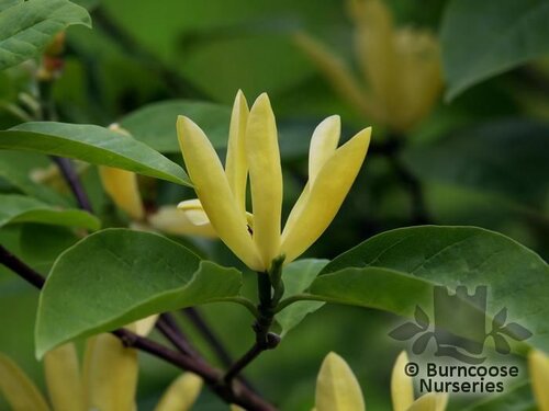 MAGNOLIA 'Daphne'  