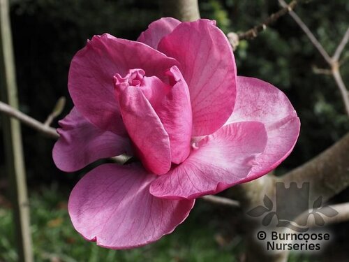 MAGNOLIA 'Felix Jury'  
