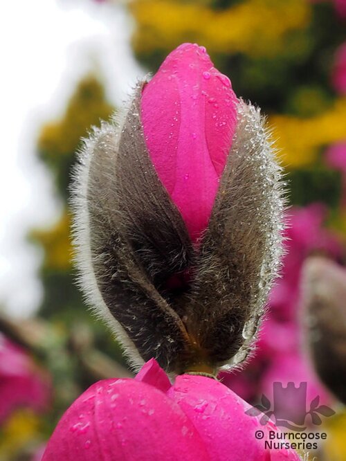 MAGNOLIA 'F. J. Williams'  