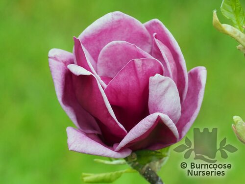 MAGNOLIA 'Genie'  