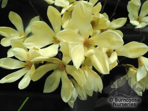 MAGNOLIA 'Goldfinch'  