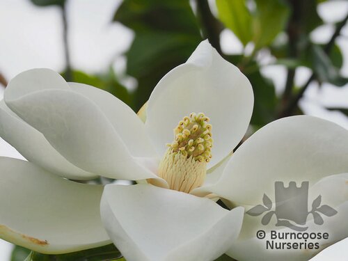 MAGNOLIA grandiflora 'Alta' 