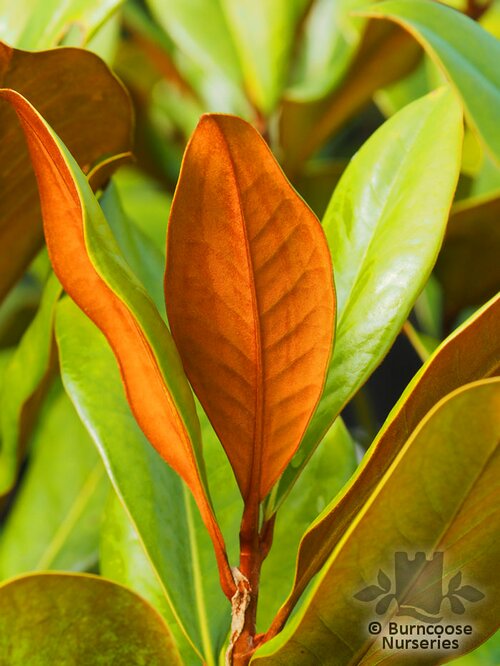 MAGNOLIA grandiflora 'D.D Blanchard' 