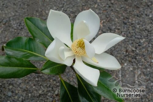 MAGNOLIA grandiflora 'Ferruginea' 