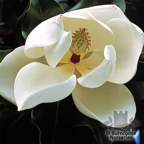 MAGNOLIA grandiflora 'Francois Treyve' 