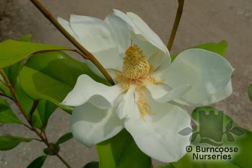 MAGNOLIA grandiflora 'Gallissonnière' 