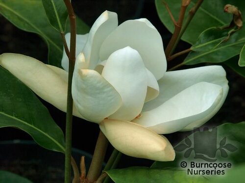 MAGNOLIA grandiflora 'Le Nantais' 