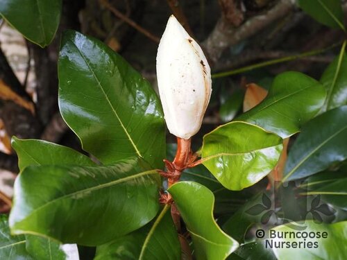 MAGNOLIA grandiflora 'Symes Select' 