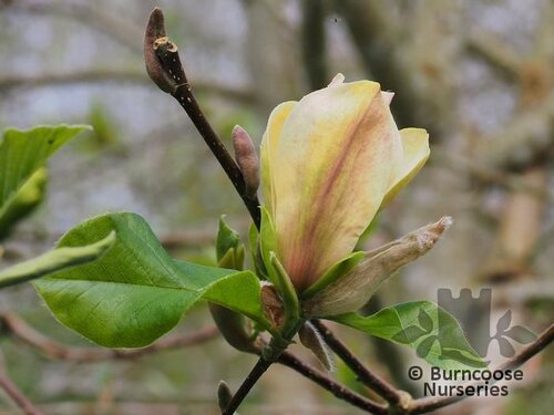 MAGNOLIA x brooklynensis 'Hattie Carthan' 