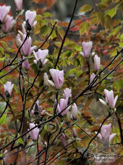 MAGNOLIA 'Heaven Scent'  