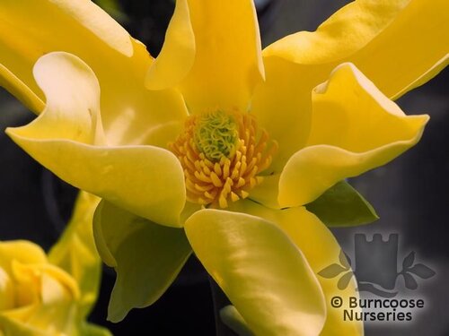 MAGNOLIA acuminata 'Honey Liz' 