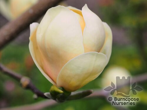 MAGNOLIA 'Honey Tulip'  