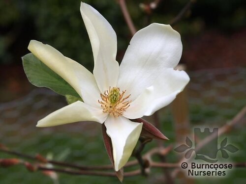 MAGNOLIA 'Honey Belle'  