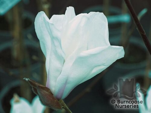 MAGNOLIA 'John Bond'  