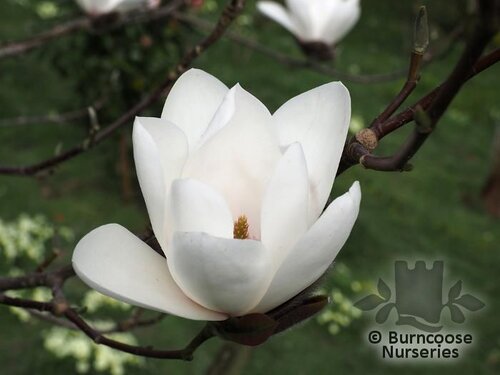 MAGNOLIA 'Joli Pompom'  