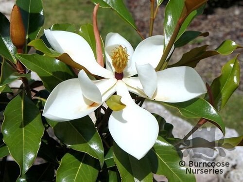 MAGNOLIA grandiflora 'Kay Parris' 