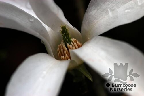 MAGNOLIA kobus  