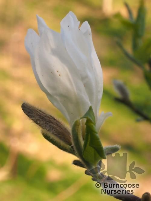 MAGNOLIA kobus 'Isis' 