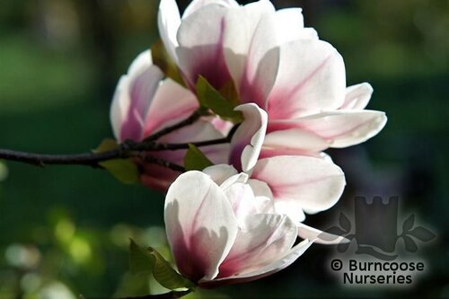 Magnolia 'Kronos' from Burncoose Nurseries