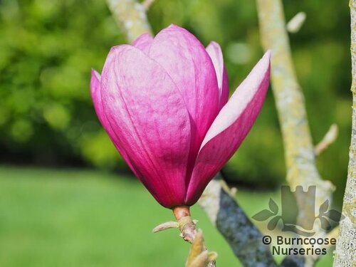 MAGNOLIA 'Lili Diva'  