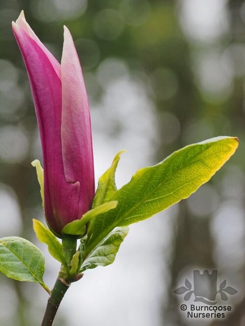 MAGNOLIA liliiflora 'Raven' 