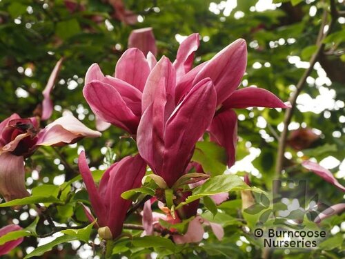 MAGNOLIA liliiflora 'Nigra' 