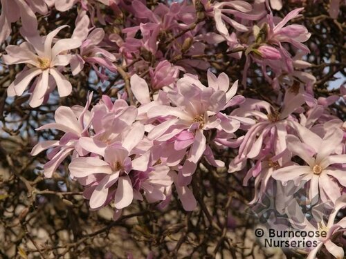 MAGNOLIA x loebneri 'Leonard Messel' 