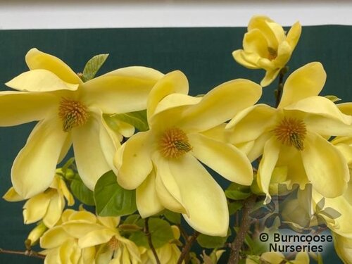 MAGNOLIA 'Lois'  