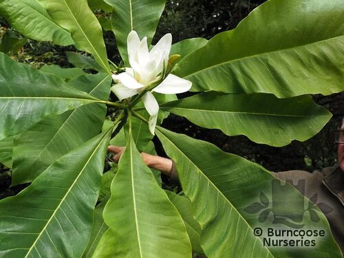 MAGNOLIA macrophylla  