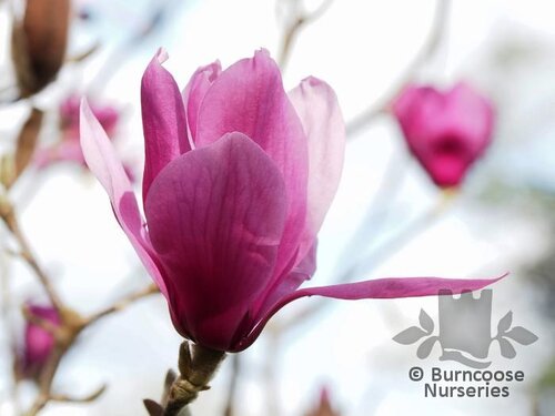 MAGNOLIA 'Margaret Helen'  