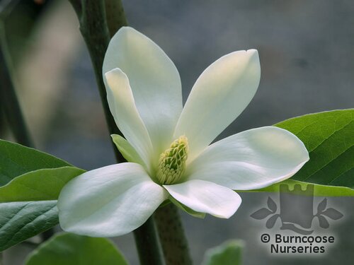MAGNOLIA 'Maxine Merrill'  