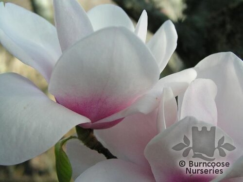 MAGNOLIA 'Milky Way'  