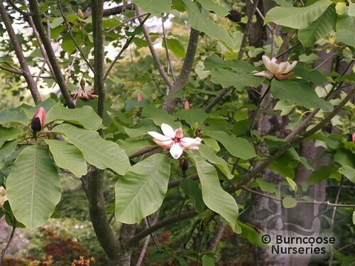 MAGNOLIA obovata 'Pink Flush' 