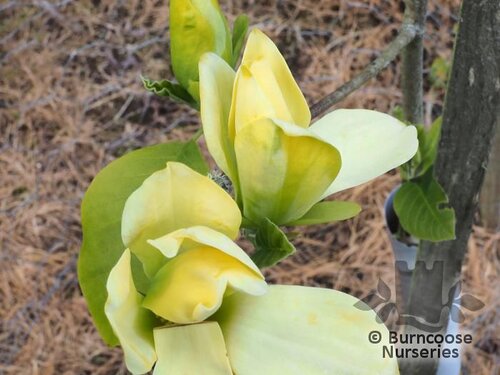 MAGNOLIA 'Ossie's Yellow'  