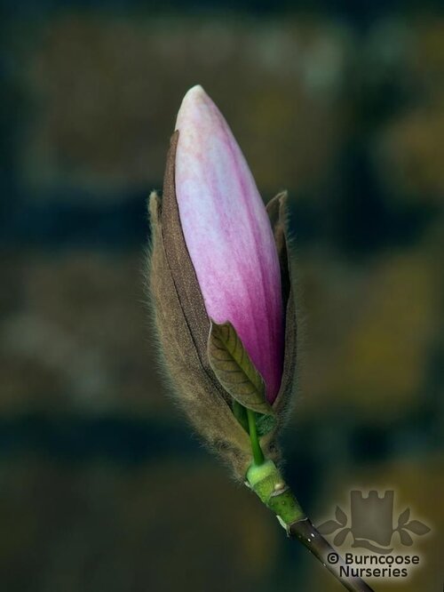 MAGNOLIA 'Paul Cook'  