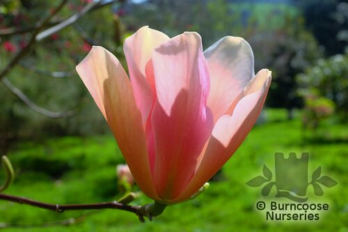 MAGNOLIA 'Peachy'  