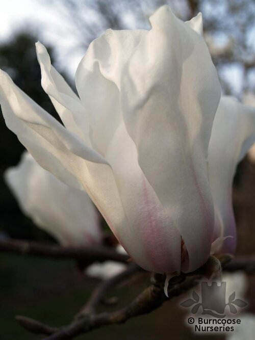 MAGNOLIA 'Pegasus'  